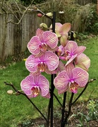 17th Feb 2024 - A New Orchid