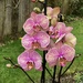 A New Orchid