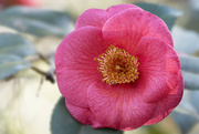 19th Feb 2024 - Camellia
