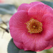 Camellia by k9photo