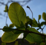 19th Feb 2024 - Monday - Green - Leaves