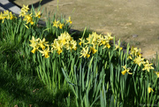 18th Feb 2024 - Daffodils