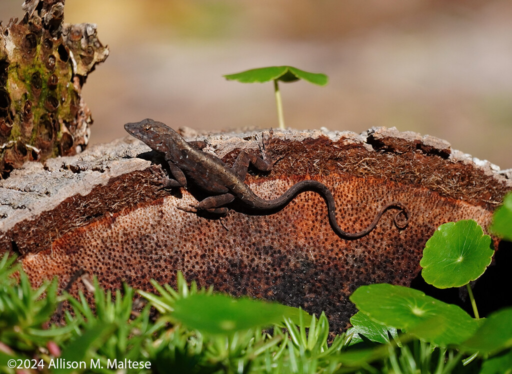 Anole Bachelor Pad by falcon11