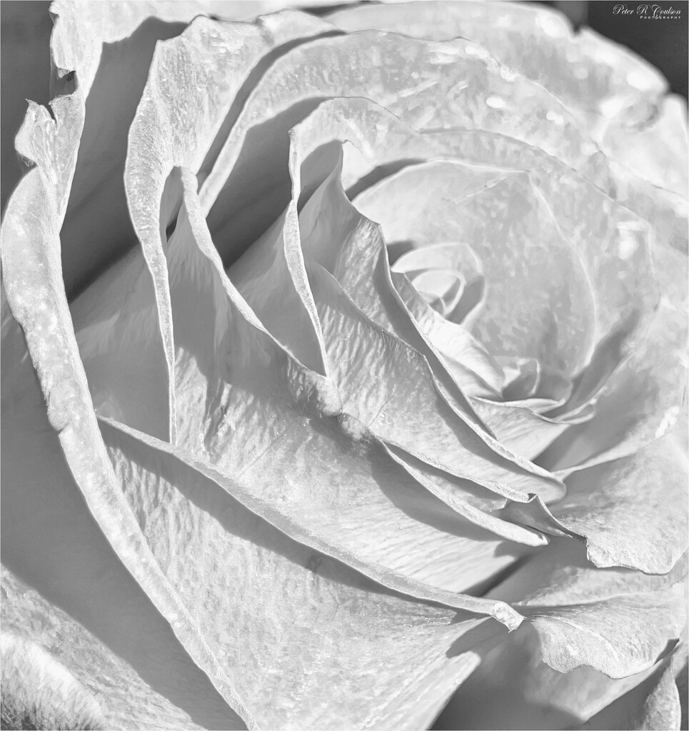 High Key Rose by pcoulson