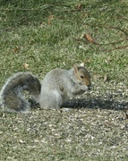 19th Feb 2024 - squirrel 