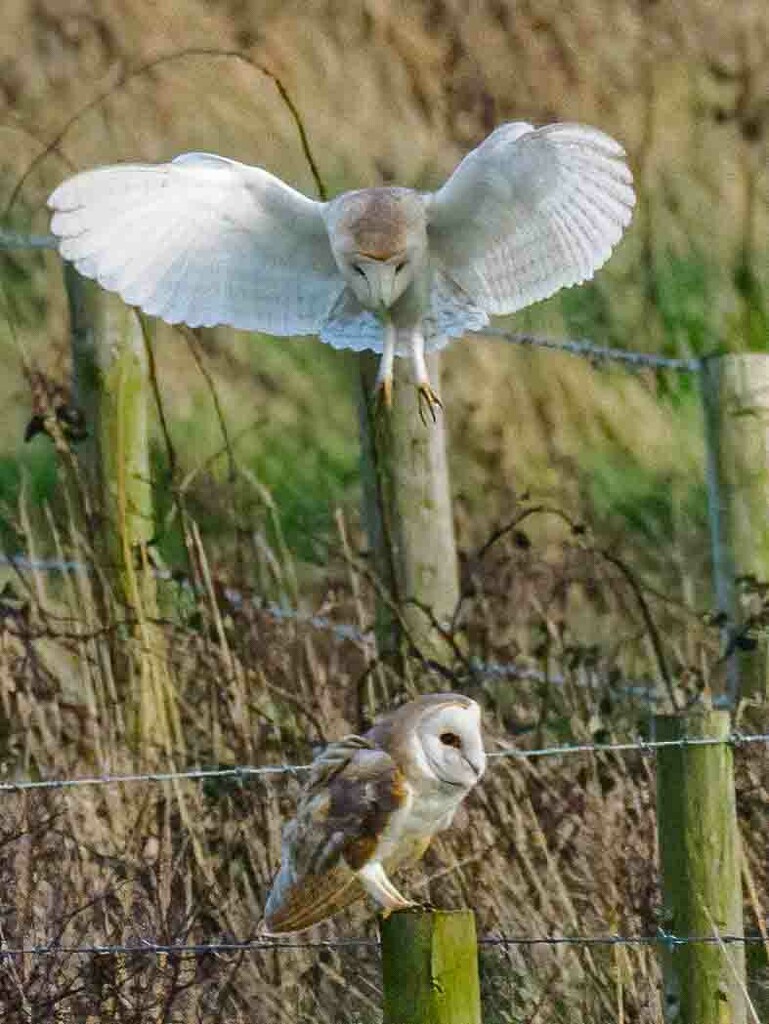 Barn Owls by padlock