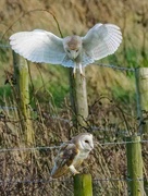17th Feb 2024 - Barn Owls