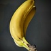 Banana's Final Portrait  by photohoot