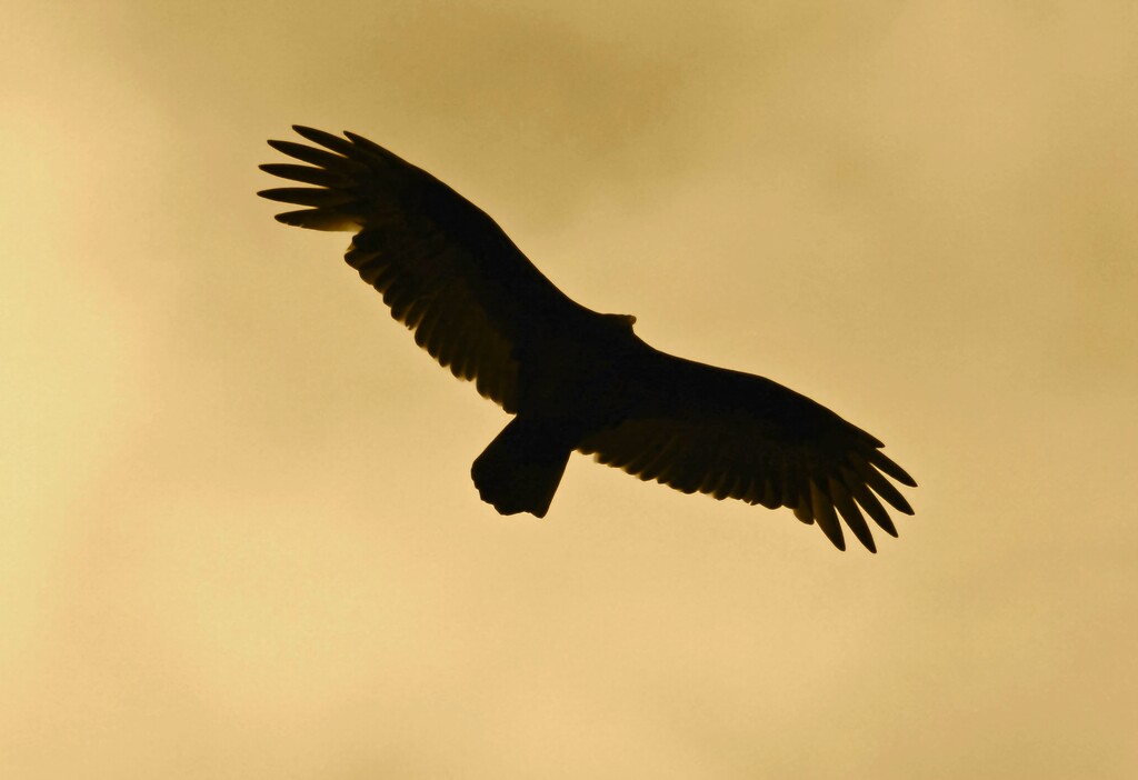 Hawk overhead  by denisen66