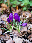 19th Feb 2024 - More Spring colour