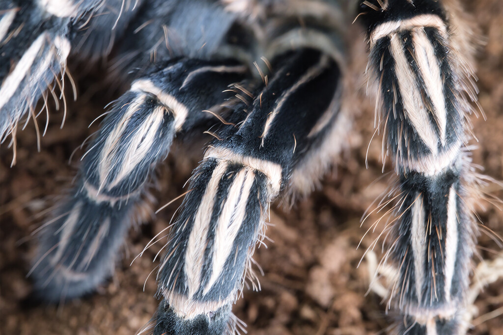 Spider legs by dkbarnett