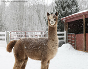 19th Feb 2024 - Wearing his own alpaca sweater! 
