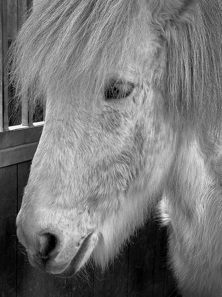 Beautiful Icelandic Horse by jnewbio
