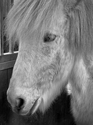19th Feb 2024 - Beautiful Icelandic Horse