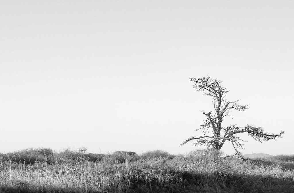 Lone tree by joansmor