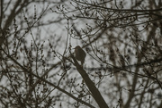 17th Feb 2024 - Woodpecker in the Shadows