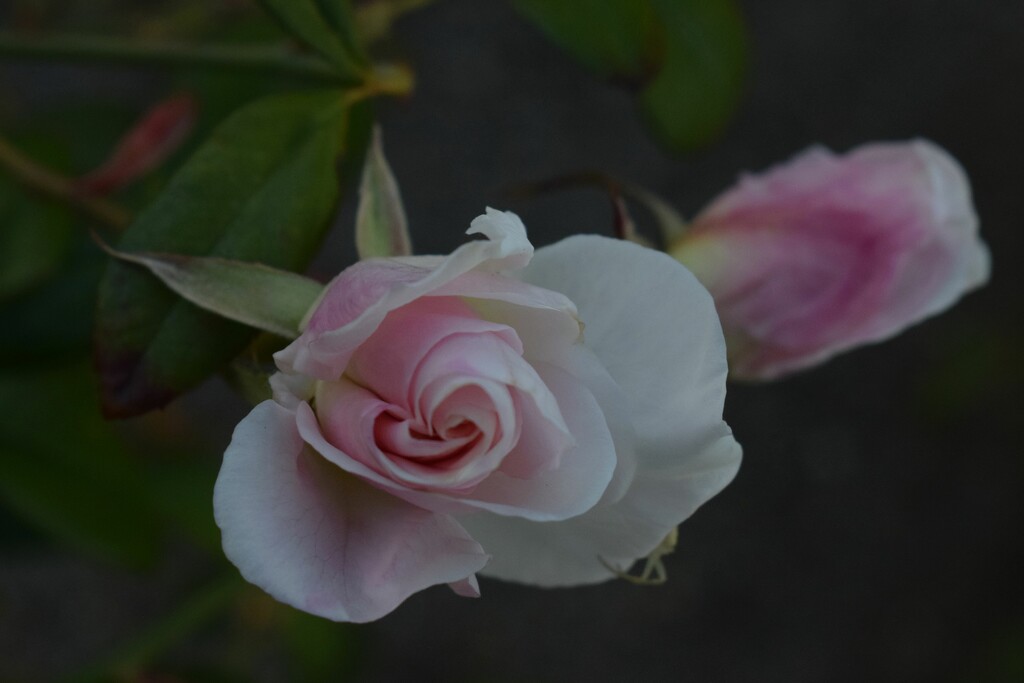 2 18 Pink Rosebud by sandlily