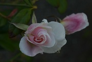 18th Feb 2024 - 2 18 Pink Rosebud
