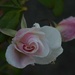 2 18 Pink Rosebud