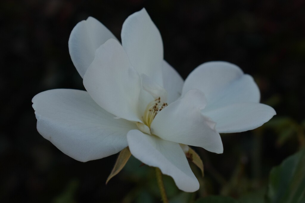 2 18 White rose by sandlily