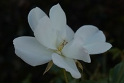 18th Feb 2024 - 2 18 White rose