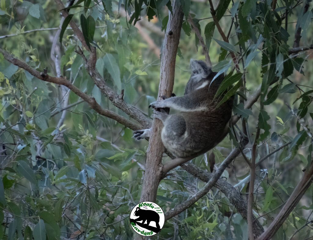 early mornings are magic by koalagardens