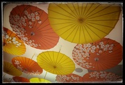 20th Feb 2024 - Umbrellas for Sunshine 