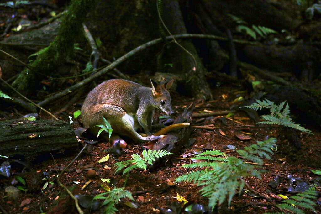Pademelon and other adventures. by jeneurell