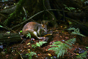20th Feb 2024 - Pademelon and other adventures.