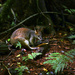 Pademelon and other adventures.