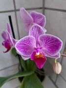 20th Feb 2024 - orchid