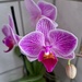 orchid by lydiakupi