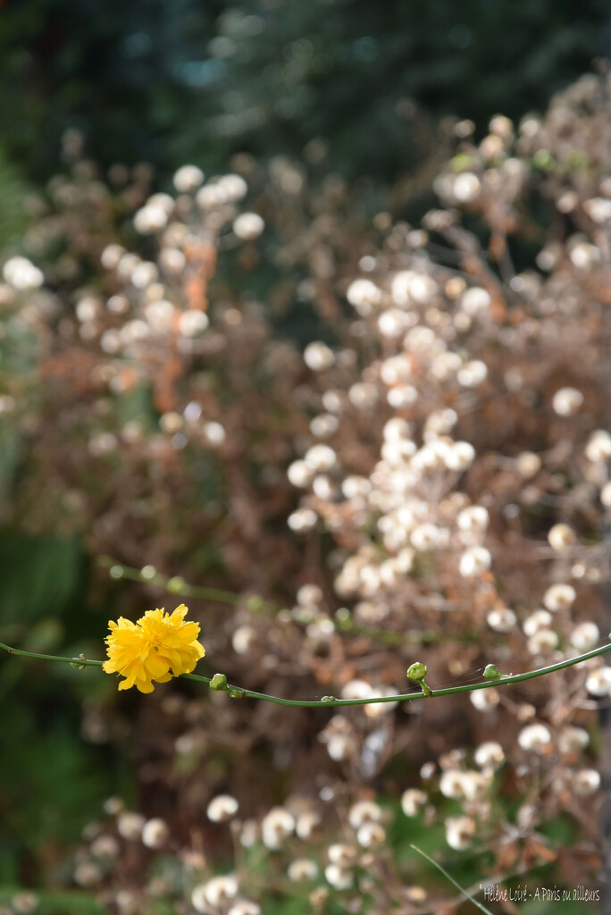 the little yellow flower by parisouailleurs
