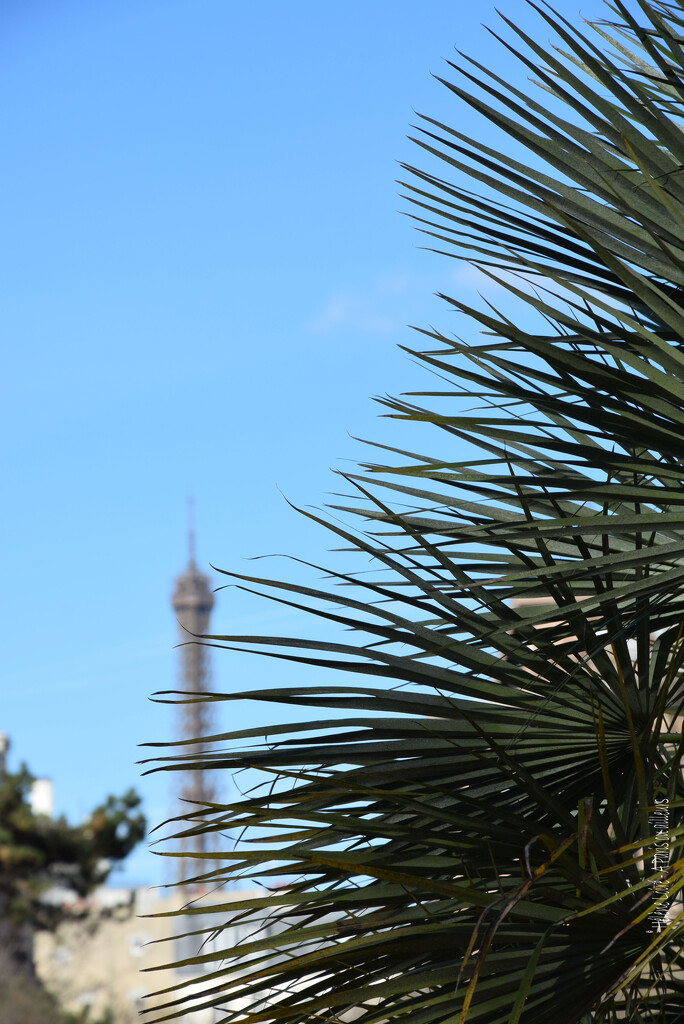 Parisian palm tree by parisouailleurs