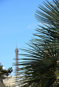 17th Feb 2024 - Parisian palm tree