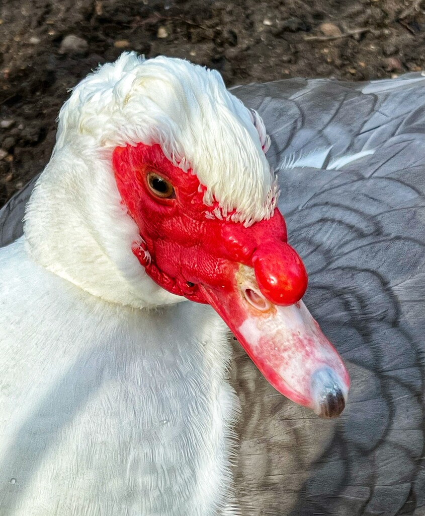 Muscovy Duck by tinley23