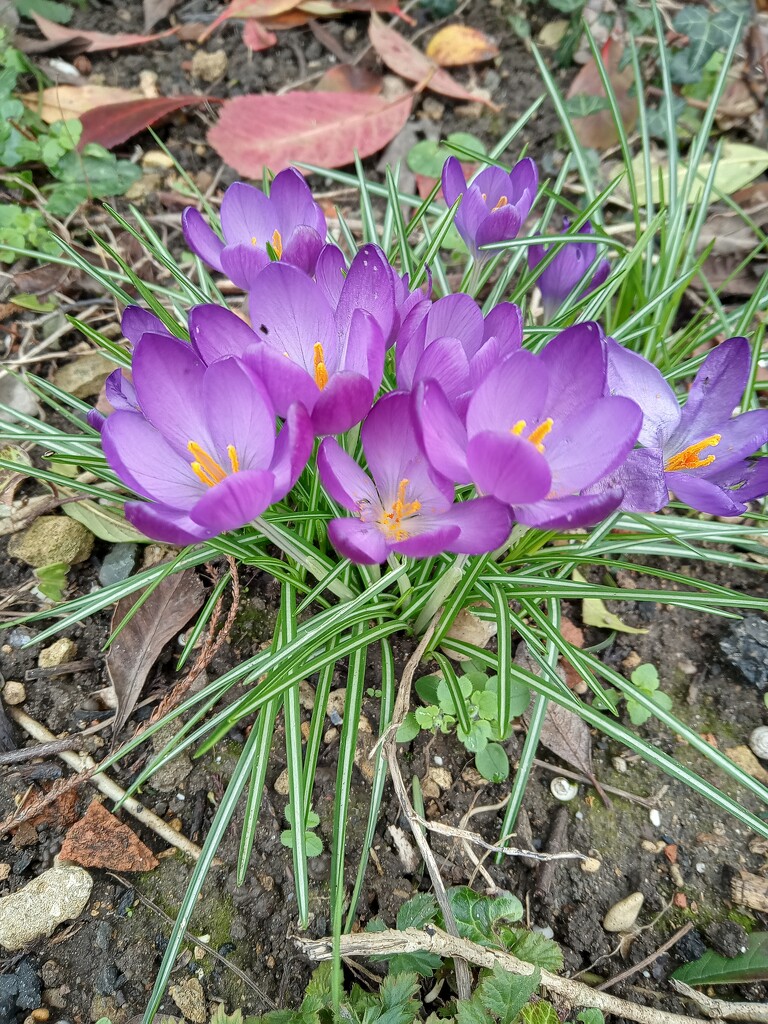 Crocus  by 365projectorgjoworboys