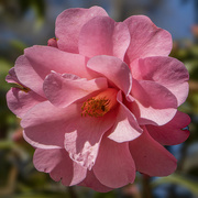 20th Feb 2024 - Pink Camellia