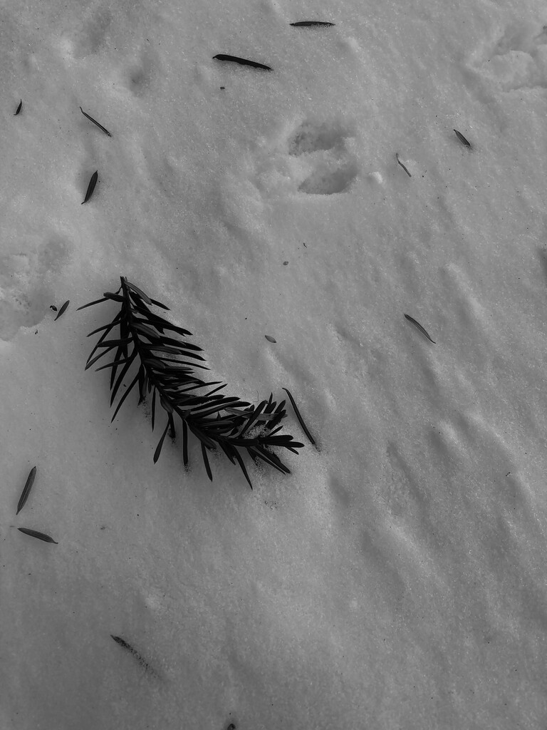Yew Needles on Snow  by spanishliz