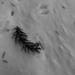 Yew Needles on Snow 