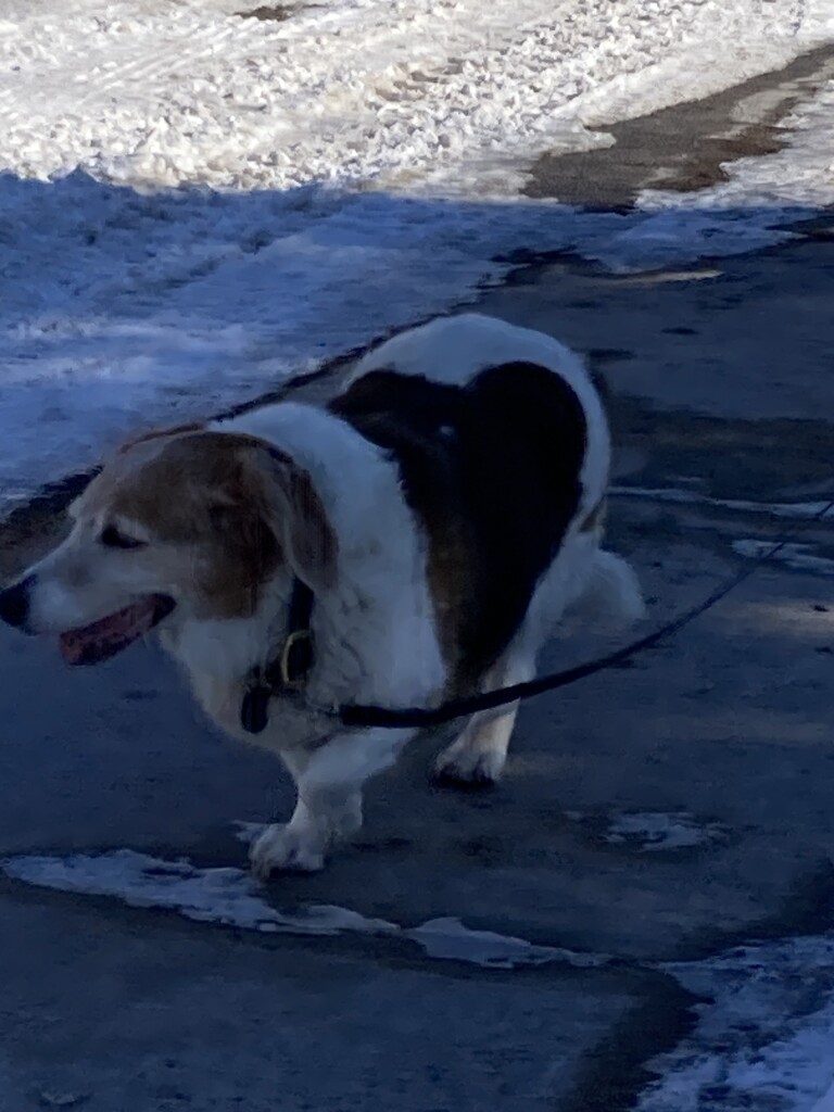 Daisy Takes a Walk  by spanishliz