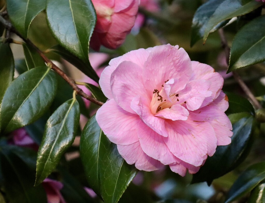 Camellia by jeremyccc