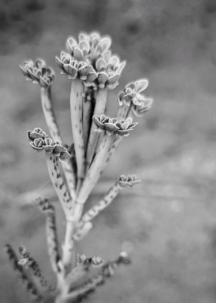 Mother of Millions by salza
