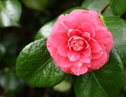 20th Feb 2024 - Camelia in garden