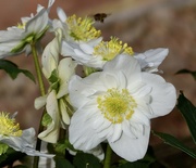 19th Feb 2024 - A New Hellebore