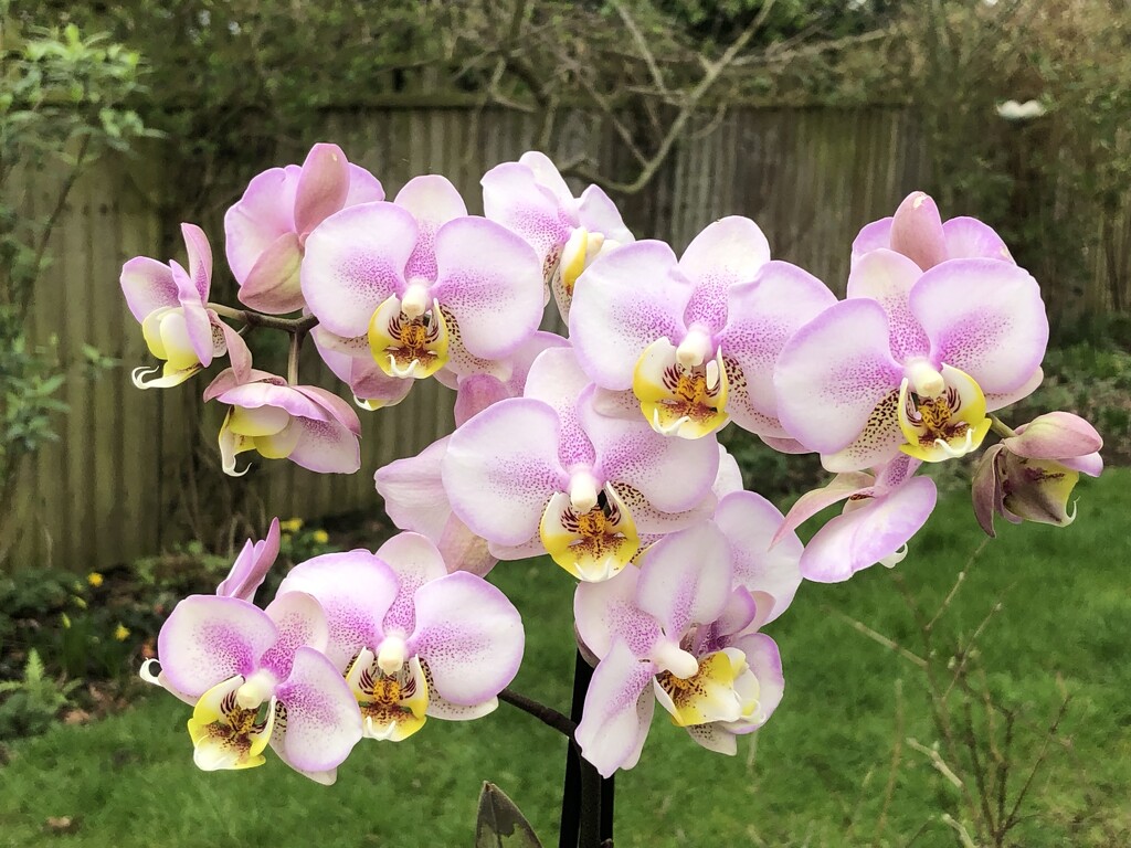Another New Orchid by susiemc