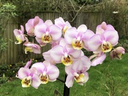 20th Feb 2024 - Another New Orchid