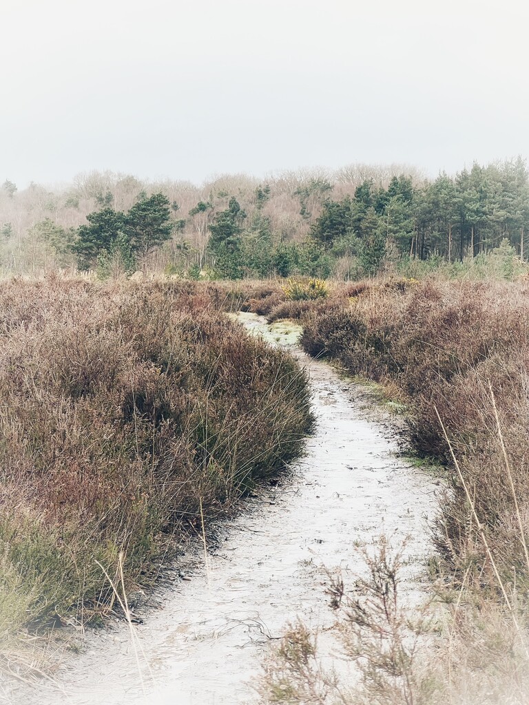 Path through the heathland by mattjcuk
