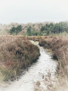 20th Feb 2024 - Path through the heathland
