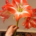 Amaryllis flowers. by grace55
